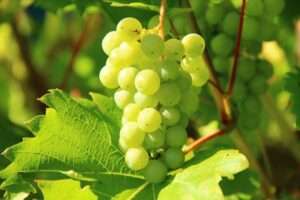 Cotton Candy Grapes Nutrition Facts