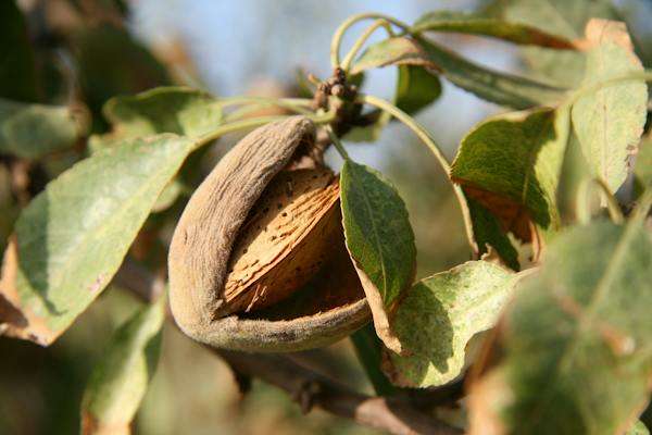 nutrition facts of almonds