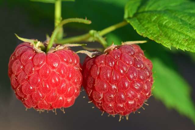 nutrition facts of raspberries